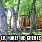 Forêt de Chênes